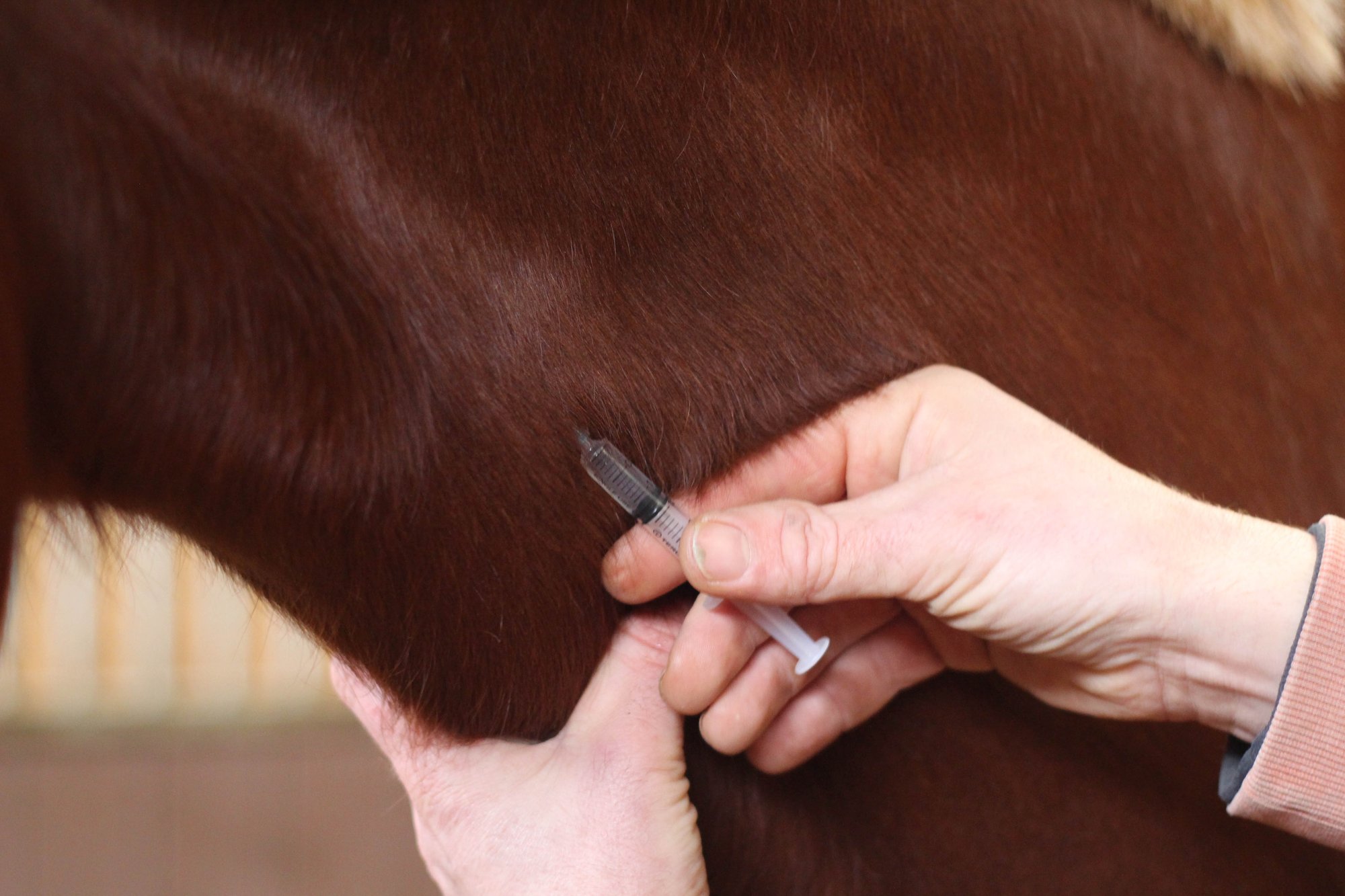 Dierenarts dient een injectie toe in de hals van een bruin paard.