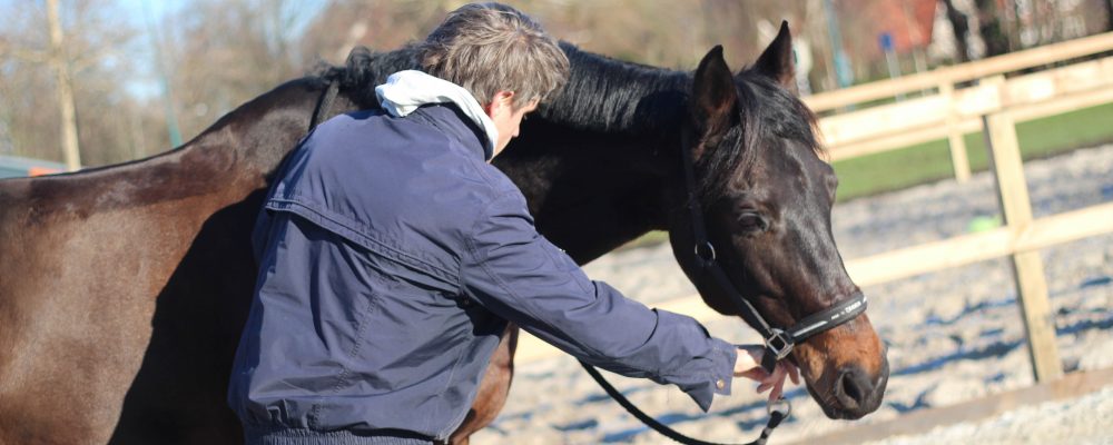 Chiropractor behandelt nek van donkerbruin paard in buitenbak op zonnige dag.