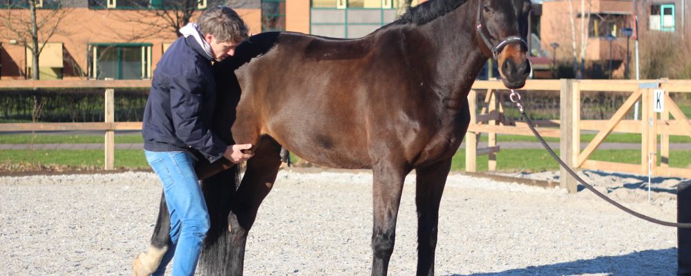 Man voert chiropractische behandeling uit op donkerbruin paard in buitenpiste.