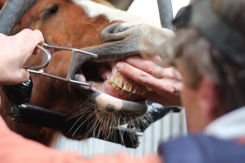 Paardentandarts inspecteert het gebit van een paard met behulp van een mondspreider.