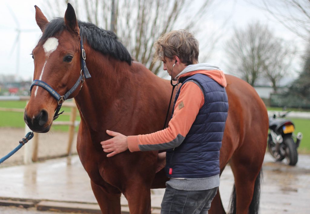 Remko Sweere onderzoekt aandachtig een bruin paard buiten bij een paardrijbaan.
